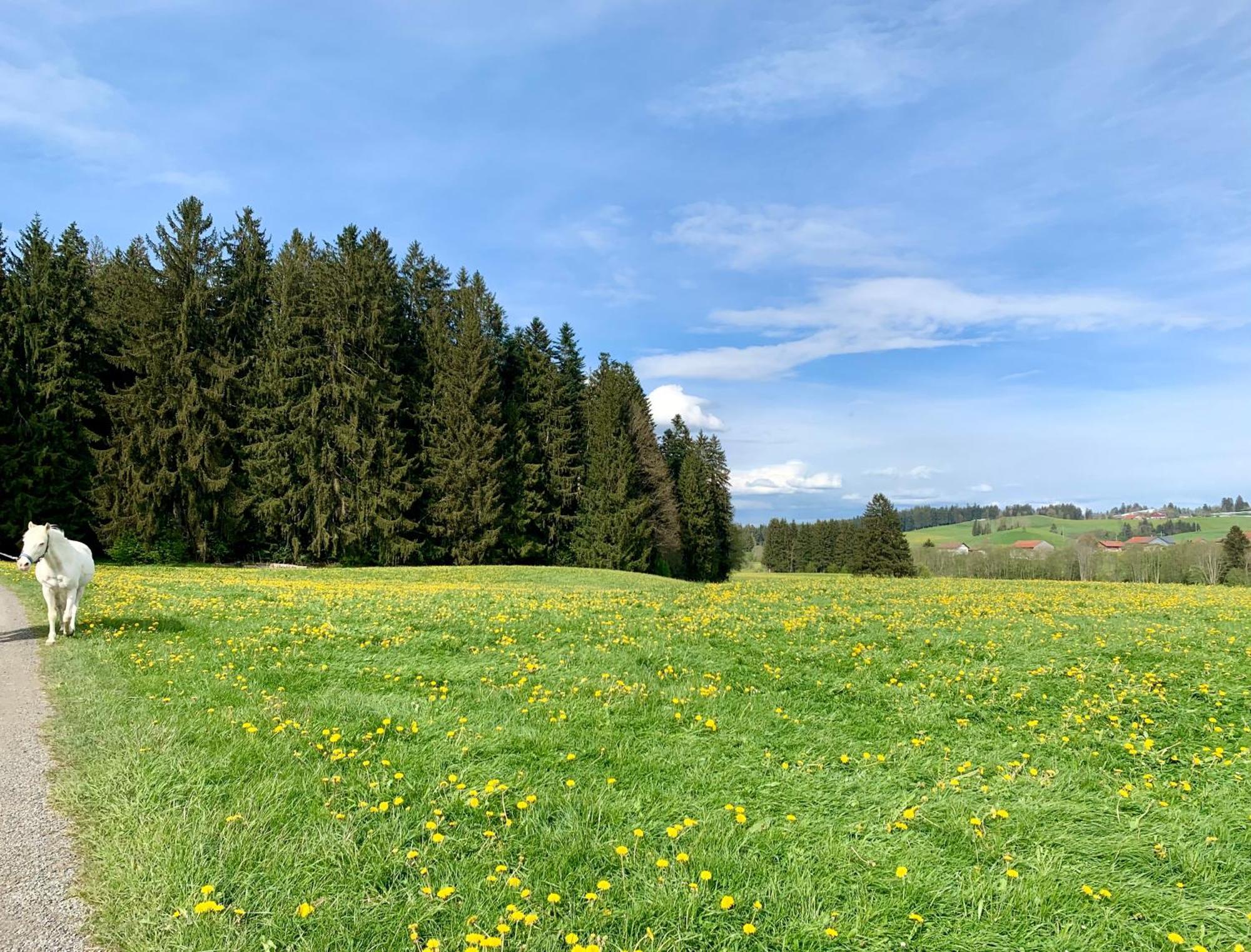 Lindners Hideaways - Bergnest Lodge - Bergblick Fewo 6 Pers Balkon Garten Hund Ski Unterkunft Luftkurort Oberreute Naehe Buchenegger Wasserfaelle Eistobel Bodensee المظهر الخارجي الصورة