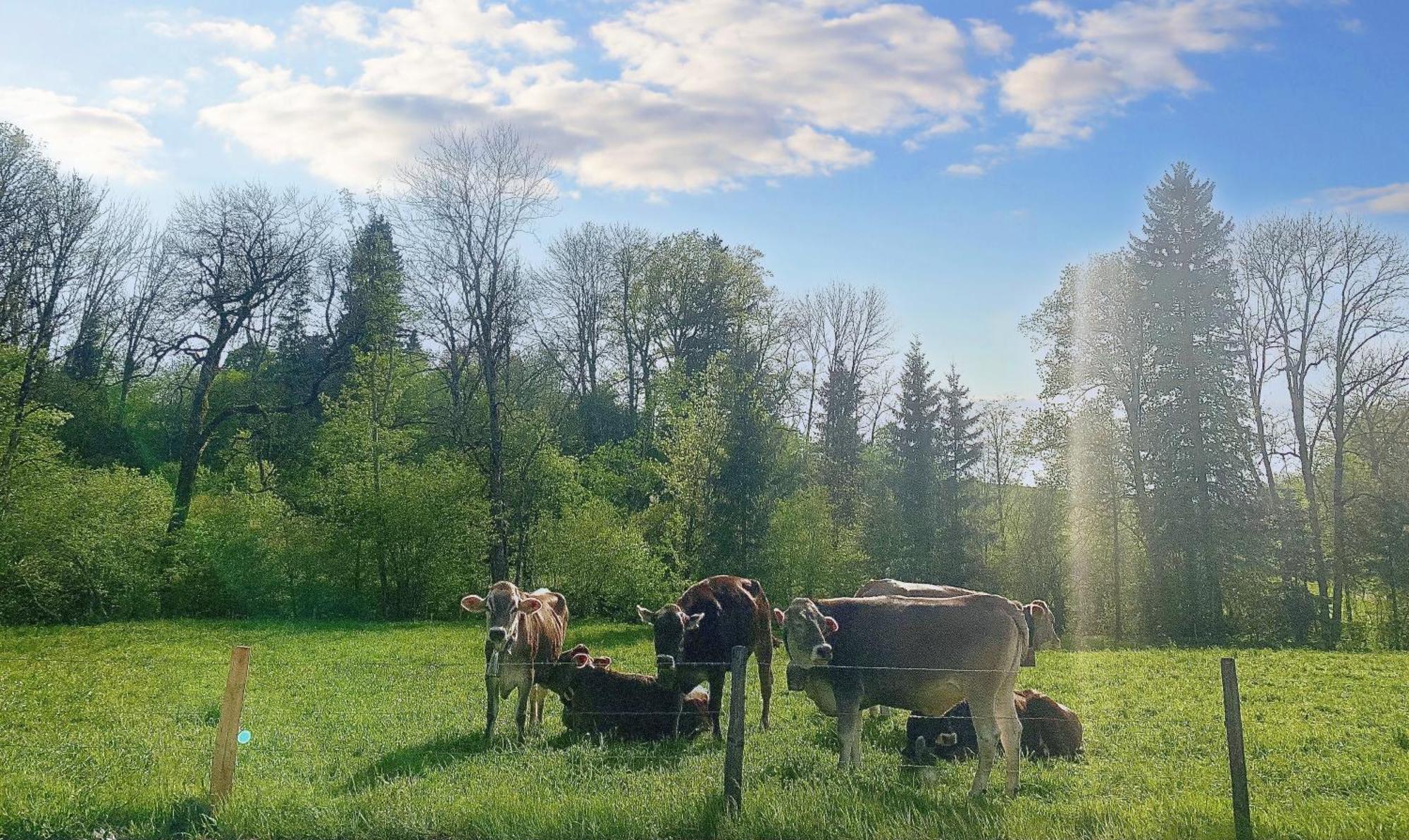 Lindners Hideaways - Bergnest Lodge - Bergblick Fewo 6 Pers Balkon Garten Hund Ski Unterkunft Luftkurort Oberreute Naehe Buchenegger Wasserfaelle Eistobel Bodensee المظهر الخارجي الصورة